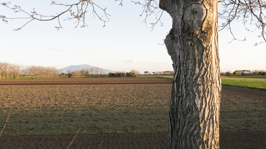 Dalla Terra di Lavoro alla Tua Pelle: La Storia Etica della Nostra Bava di Lumaca Bio