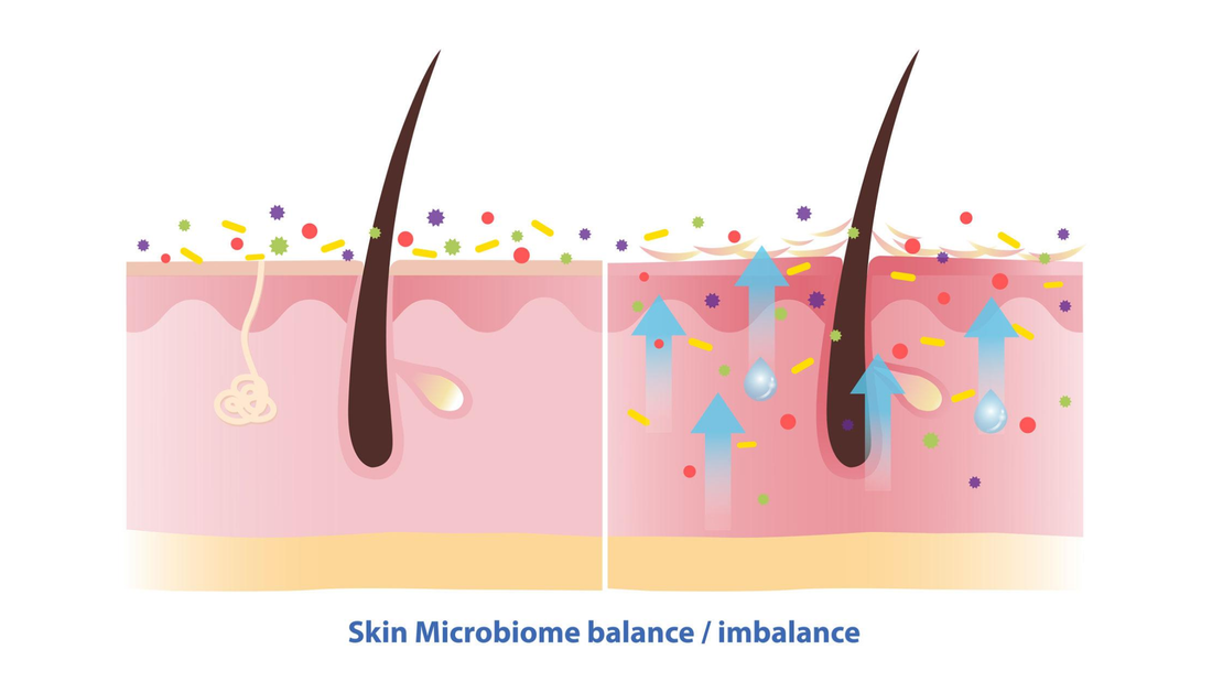 🧴 Microbioma cutaneo: cos’è, perché è fondamentale e come riequilibrarlo naturalmente