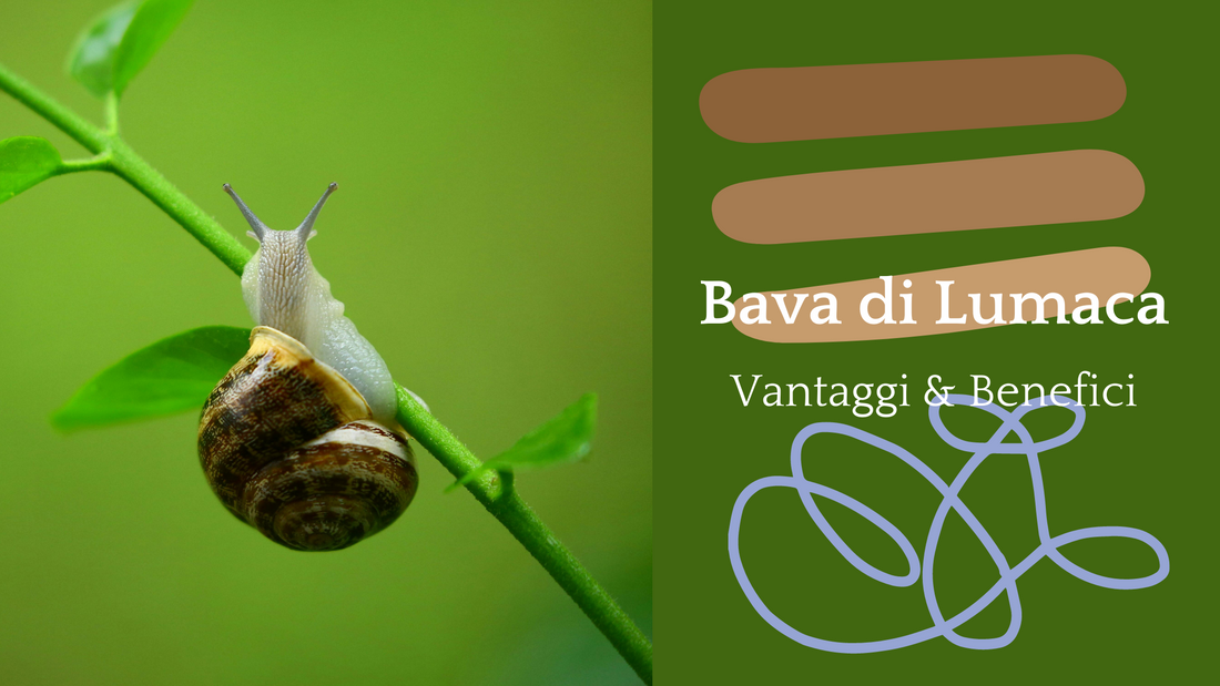 Bava di Lumaca vs. Prodotti Tradizionali: Vantaggi e Benefici